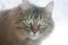 Smokie.JPG