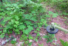 string trail521.jpg