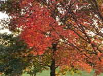 IMG_7069.JPG