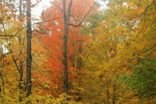 IMG_0918.JPG