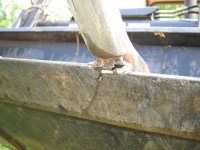 Crack in lower edge.jpg