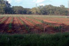 886289-5-15corn.jpg