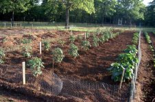 886294-5-15tomato.jpg