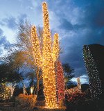 Chrismas_Cacti.jpeg