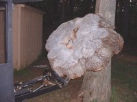 TreeTable1.JPG