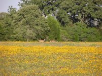 887145-deerflowers.jpg