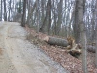 treefix1.jpg