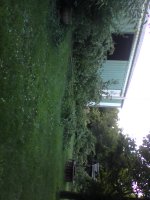 Aftermath tree removal 7 22 17.jpg