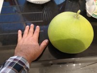 grapefruit.jpg