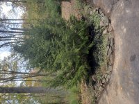 newtree20201019_112252.jpg