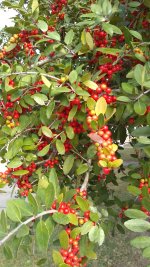 IMG_20201122_100516767.jpg