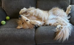 Jasper3.jpg