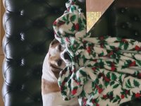 Christmas Charlotte.jpg