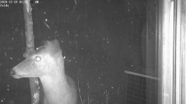 deerwinSnap_20201225-013613-2.jpg