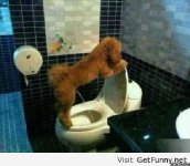 dog  peeing in stool.jpg