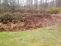 driveway shrubery.jpg