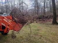 removing dead shrubbery_1.jpg