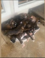 boxerpups.JPG