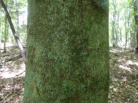 BBD_17_7_13.JPG