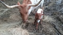 Longhorn calf 2 22 2021 1.jpg