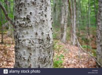 beech-bark-disease-on-american-beech-tree-fagus-grandifolia-in-the-C7KWM8.jpg