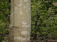 beech-trunk.jpg