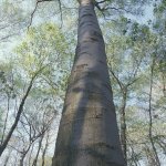 american-beech--fagus-grandifolia-trunk--smooth-blue-gray-bark-component--maple-forest-v-1398226.jpg