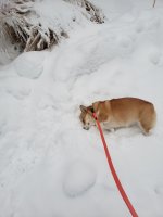 AriesSnowsnug.jpg
