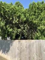 Large 40 year old Evergreen Bush in Barbozas yard 05312019 (3).jpeg