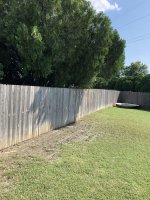 Large 40 year old Evergreen Bush in Barbozas yard 05312019 (1).jpeg