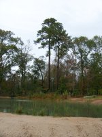 Pine Tree Huge.jpg