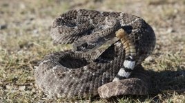 bda063ae-345a-4c43-b99d-0d9d7d97eb19-Western_Diamondback_Rattlesnake-2.jpg