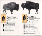 bison-comparison-chart.jpg