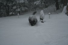 First Big Snow 12-4-09 012.JPG