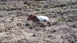 Longhorn baby 3 9 2021 1.jpg