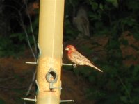 887976-May 06 003 (Small).jpg