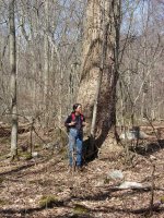 Tulip Poplar.JPG