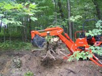 Stump_3.JPG