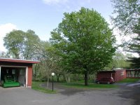888256-courtyard_tree.jpg