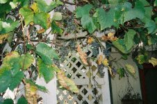 grapes.JPG