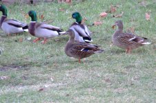 Dscf1077.jpg