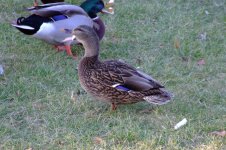 Dscf1095.jpg