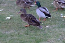 Dscf1098.jpg