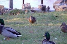 Dscf1092.jpg