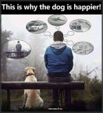 Why dog is happier.jpg