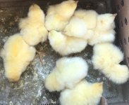 Chicks.jpg