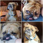 The many faces of Brodie.jpeg