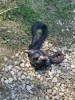Black snake killing a copper head.jpg