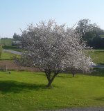 apple-tree-crop.jpg