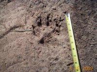 8-119792-Paw_Print.jpg
